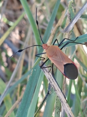 Galaesus hasticornis
