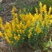 Genista tricuspidata - Photo (c) Rachid Meddour, some rights reserved (CC BY-NC-SA), uploaded by Rachid Meddour