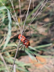 Galaesus hasticornis