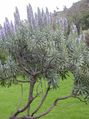 Echium hierrense