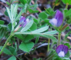 Vicia lathyroides