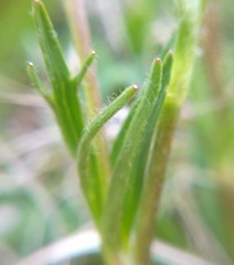 Ranunculus occidentalis dissectus