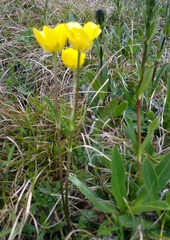 Ranunculus occidentalis dissectus