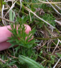 Ranunculus occidentalis dissectus