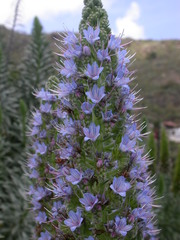 Echium hierrense