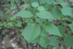 Tilia dasystyla caucasica