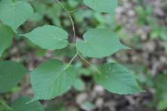 Tilia dasystyla caucasica