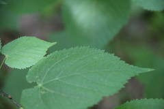 Tilia dasystyla caucasica