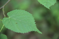 Tilia dasystyla caucasica