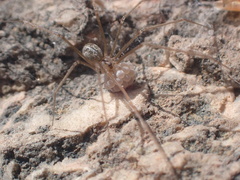 Psilochorus hesperus