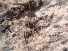 Psilochorus hesperus