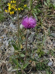 Cirsium dissectum