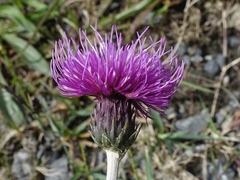 Cirsium dissectum