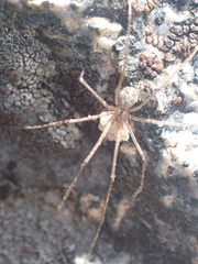 Psilochorus hesperus