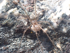 Psilochorus hesperus