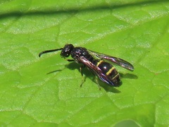 Symmorphus bifasciatus