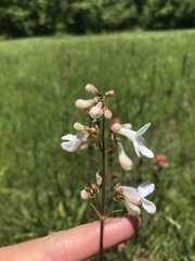 Penstemon tubaeflorus