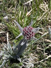 Cynoglossum magellense
