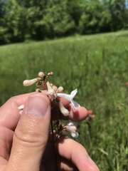 Penstemon tubaeflorus