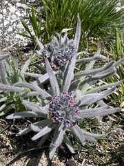 Cynoglossum magellense