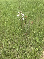 Penstemon tubaeflorus