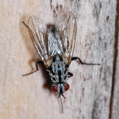 Eustalomyia