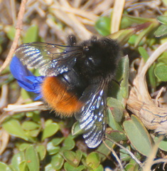 Bombus wurflenii