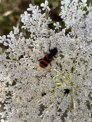 Trichodes umbellatarum