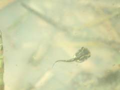 Hyla arborea