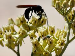 Agapostemon melliventris