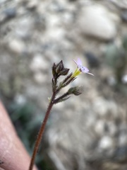 Gilia clokeyi