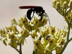 Agapostemon melliventris