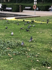 Columba livia domestica