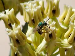 Agapostemon melliventris
