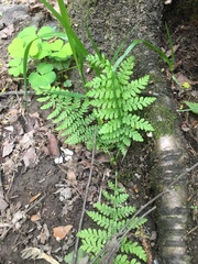 Athyrium filix-femina
