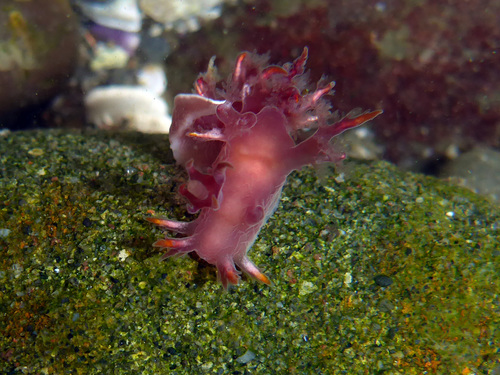 White Dendronotus
