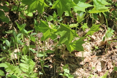 Acer laetum