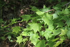 Acer laetum