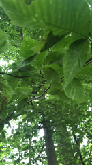 Fagus grandifolia