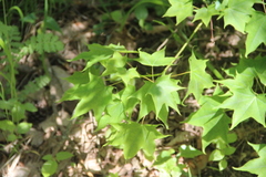 Acer laetum