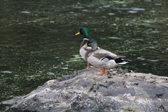 Anas platyrhynchos