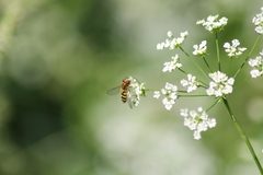 Parasyrphus lineolus