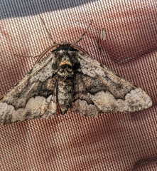 Phaeoura mexicanaria
