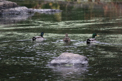 Anas platyrhynchos