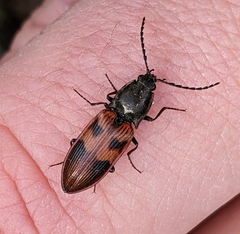 Stropenron nigricollis