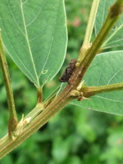 Cephisus siccifolius