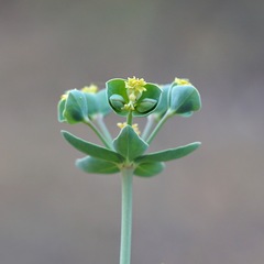 Euphorbia chamaesula