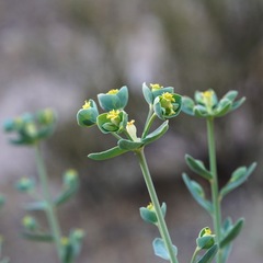 Euphorbia chamaesula
