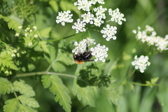 Bombus hypnorum