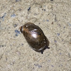 Oxyloma retusum